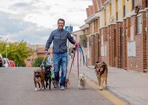 Professional Dog Walker Or Pet Sitter Walking A Pack Of Cute Dif