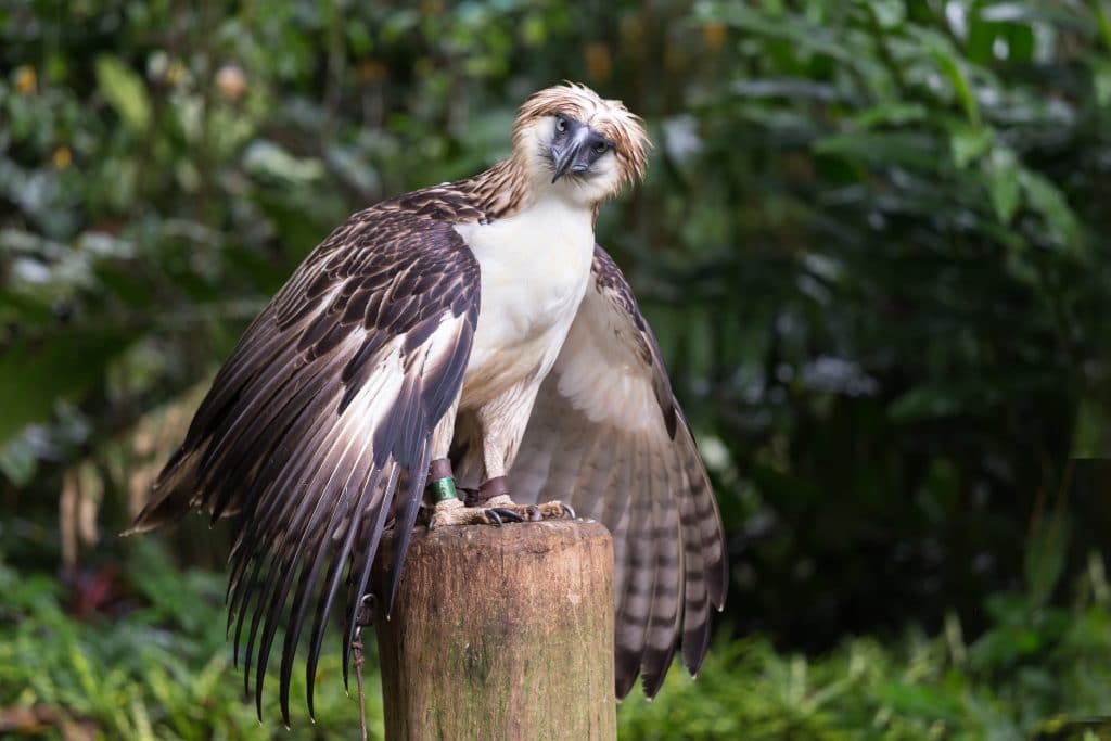 The Filipino eagle is a very rare and endangered species living