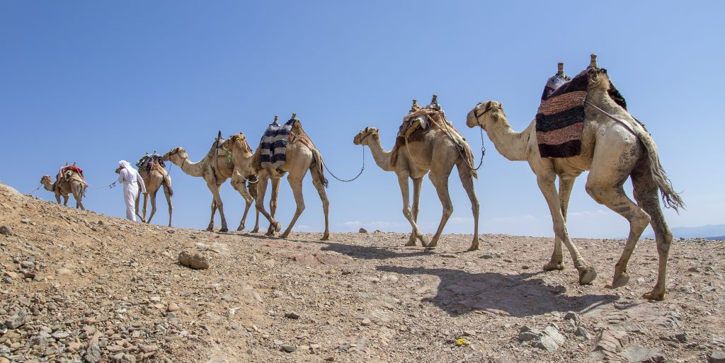 Camel caravan for tourists. A camelback Bedouin safari ride in Dahab. Egypt.