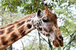 Giraffe, portrait close up, picture taken in Giraffe center, Nairobi, Kenya