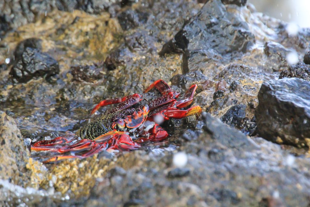 A Red Cliff Crab Or Red Rock Crab On A Rock By The Sea