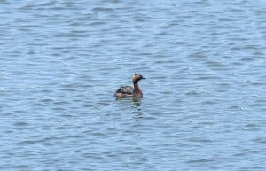 Assateague Island National Seashore in Maryland
