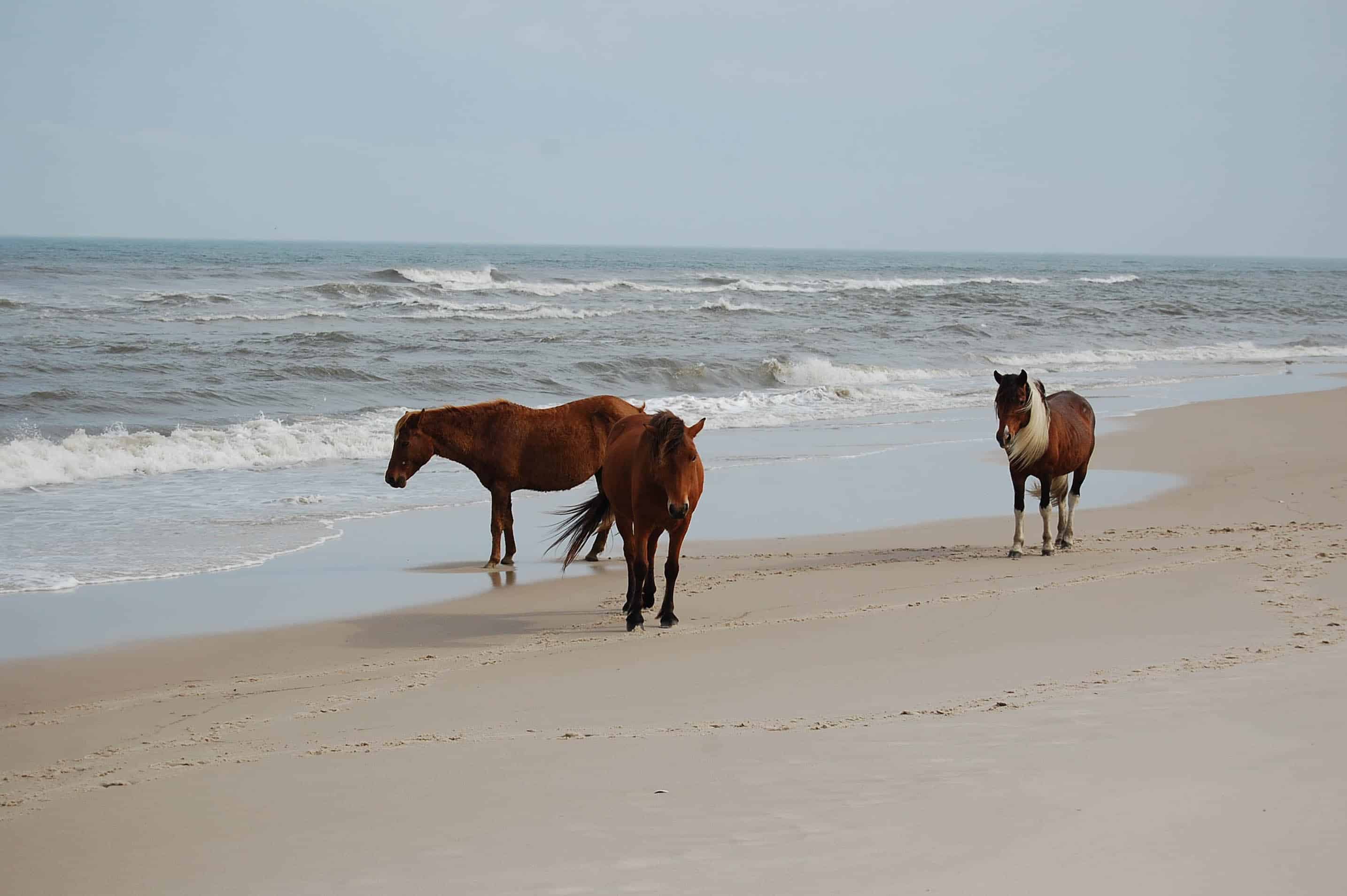 Wild Horses Hanging Out On The Beach, Assateague Island, Worcest