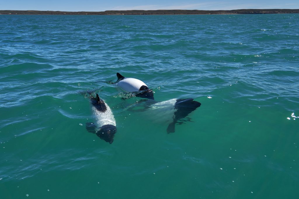 Black And White Commerson Dolphins Swimming In The Turquoise Wat