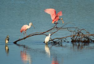 Ding Darling National Wildlife Refuge