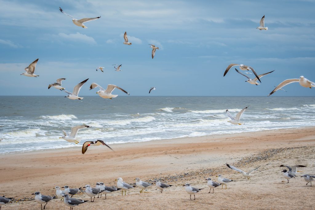 Flock Of Birds Flying Along The Coastline Of Amelia Island, Flor