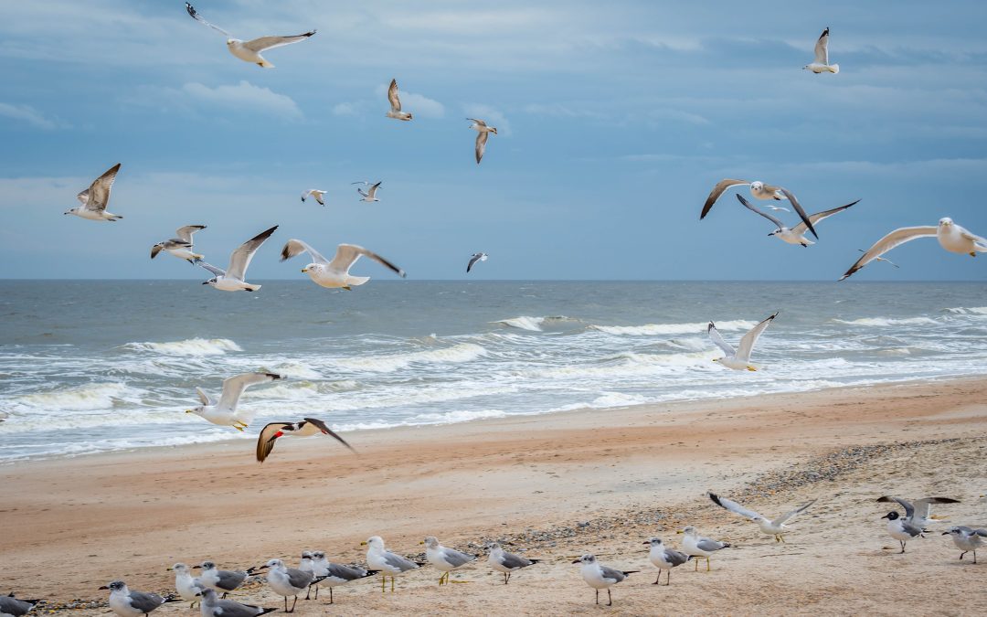 Beaches for Digital Nomads: Amelia Island