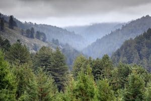 Purisima Creek Redwoods Open Space Preserve