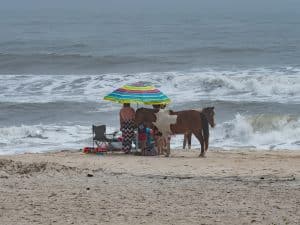 tourists at Assateague State Park
