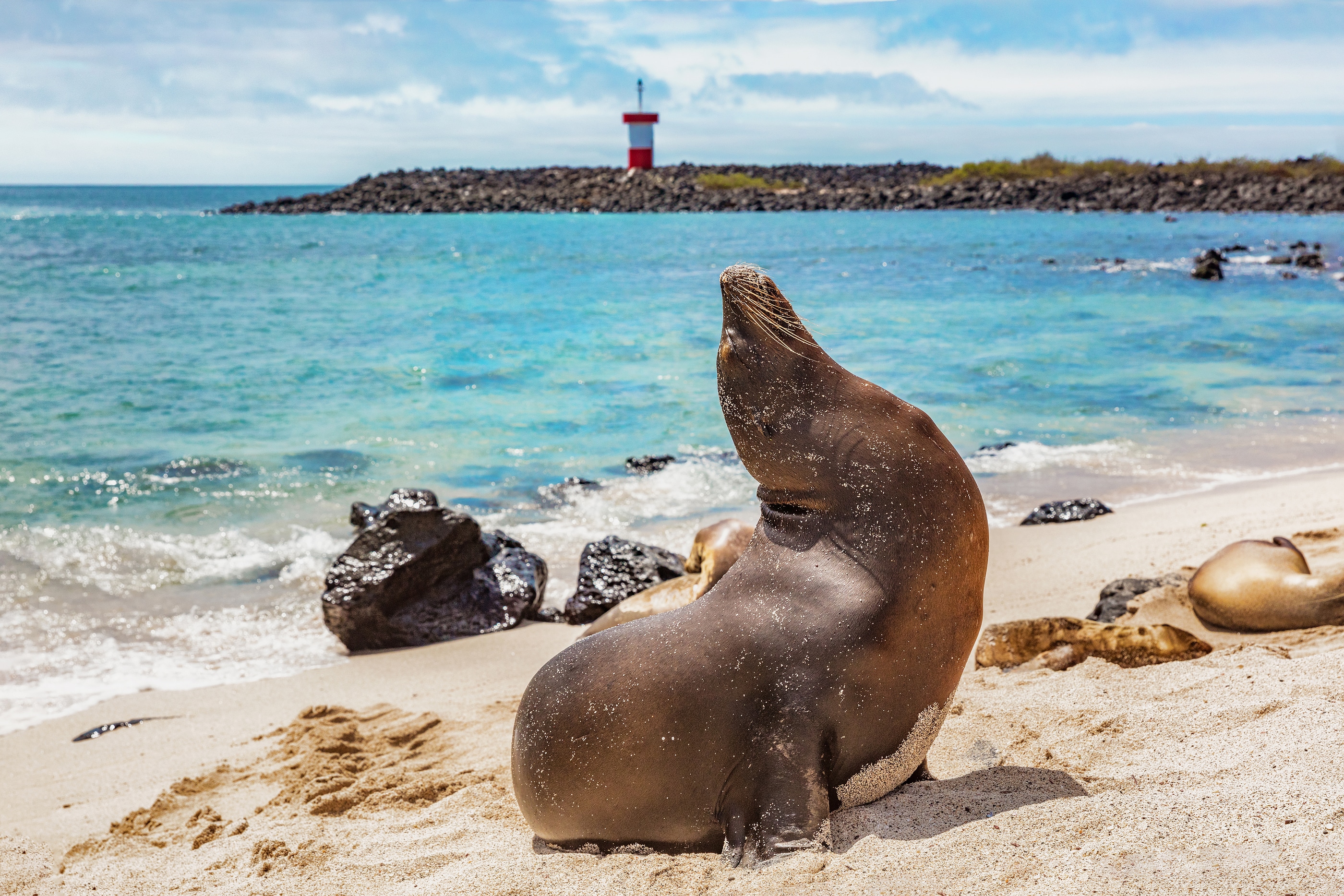 Galapagos Sea Lion - Cruises for Digital Nomads 